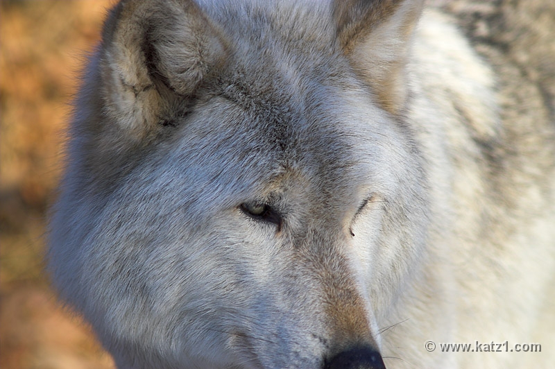 Arctic Wolf 030